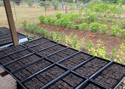 Several rows of black gardening flats with many different seeds planted in them.