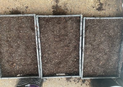 Three black gardening flats with camas seed planted in the dirt.