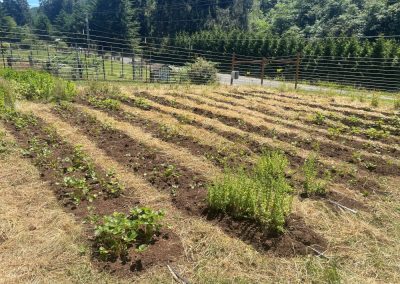 Several rows of strawberries planted in a garden, along with oregano, sage, and mint.