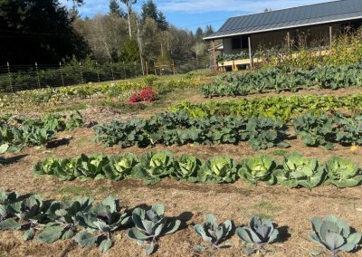Several rows of Cabbage, Broccoli, Kale, Turnips, Sunchokes and more growing in the garden.