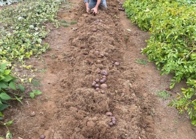 Thomas Knight collecting potatoes from the garden.